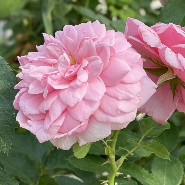 Rose Reminiscent  pink 2 gal