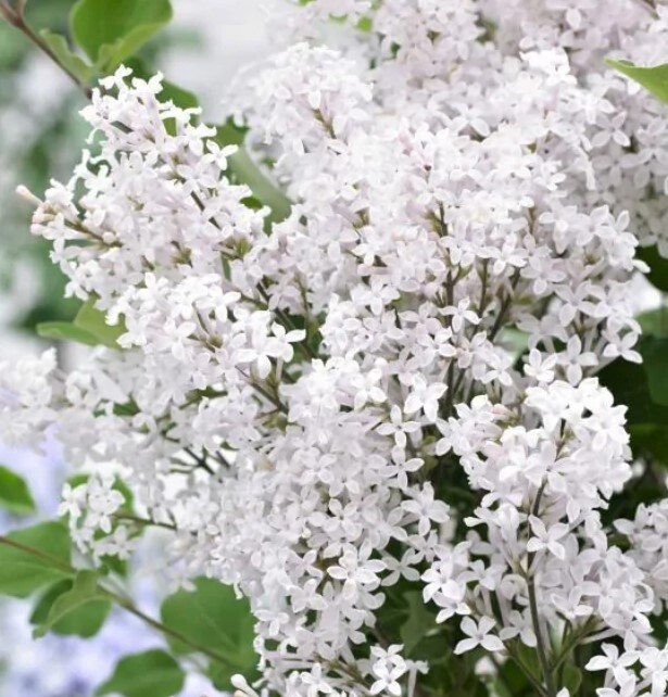 Syringa Lilac  flowerfesta White 2 gal