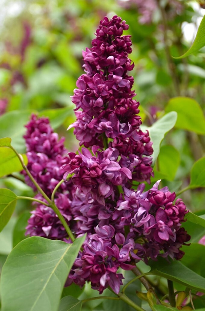 Lilac Paul Thirion 2 gal