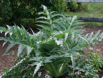 Cardoon Purple Qt