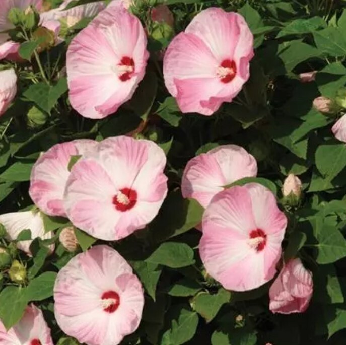 Hibiscus  Pink Swirl 1 gal