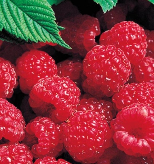 Raspberry Latham 1 gal