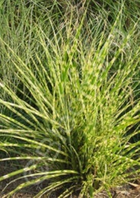 Miscanthus gold bar 1 gal