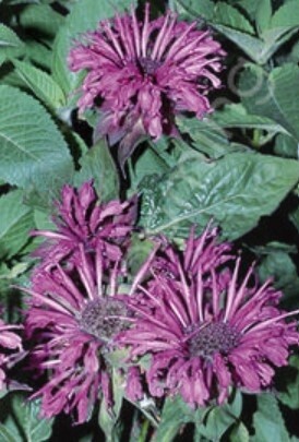Monarda aquarius 4&quot;