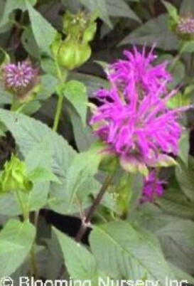 Monarda Blue stocking 4"