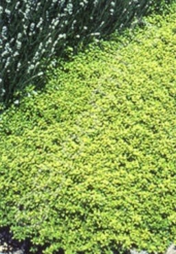 Creeping thyme gold 4"