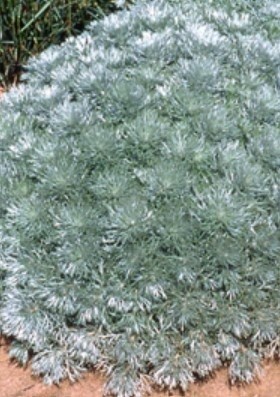 Artemisia silver mound Qt
