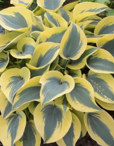 Hosta Autumn frost 1 gal