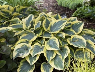 Hosta First Frost QT