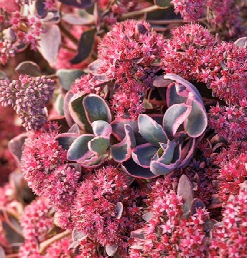 Sedum dream dazzler 1 gal