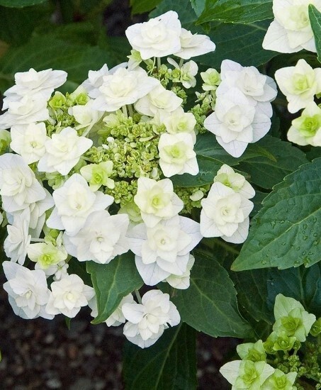 Hydrangea wedding gown 2 gal