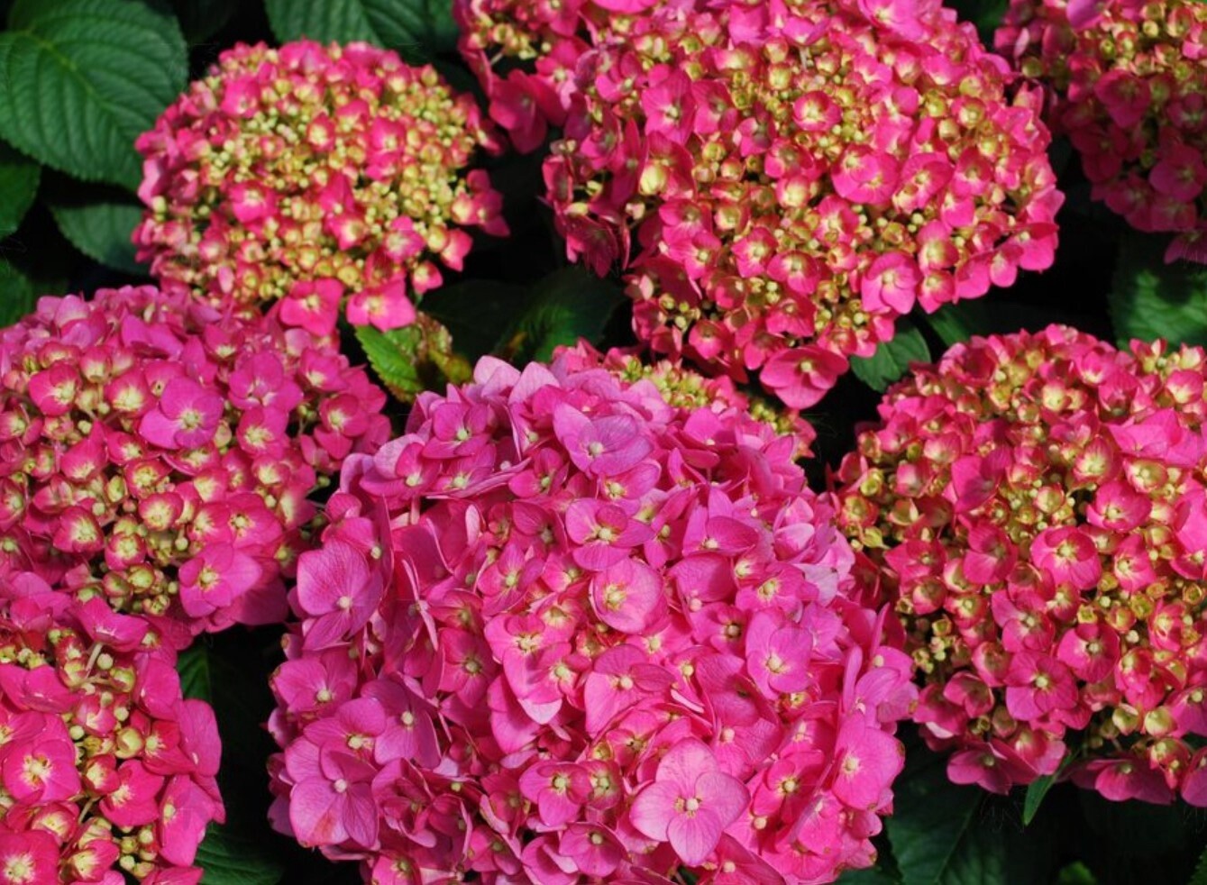 Hydrangea summer crush 2 gal