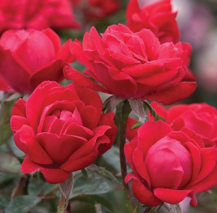 Rose Double Knock out red 2 gal