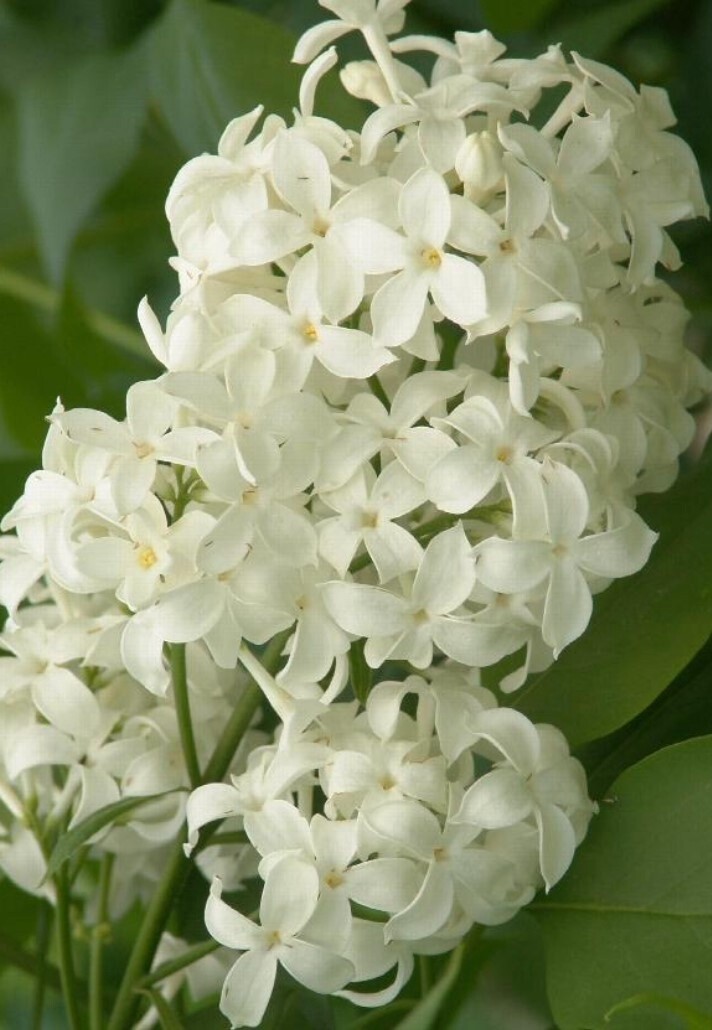 Syringa Lilac Angel white 5 gal