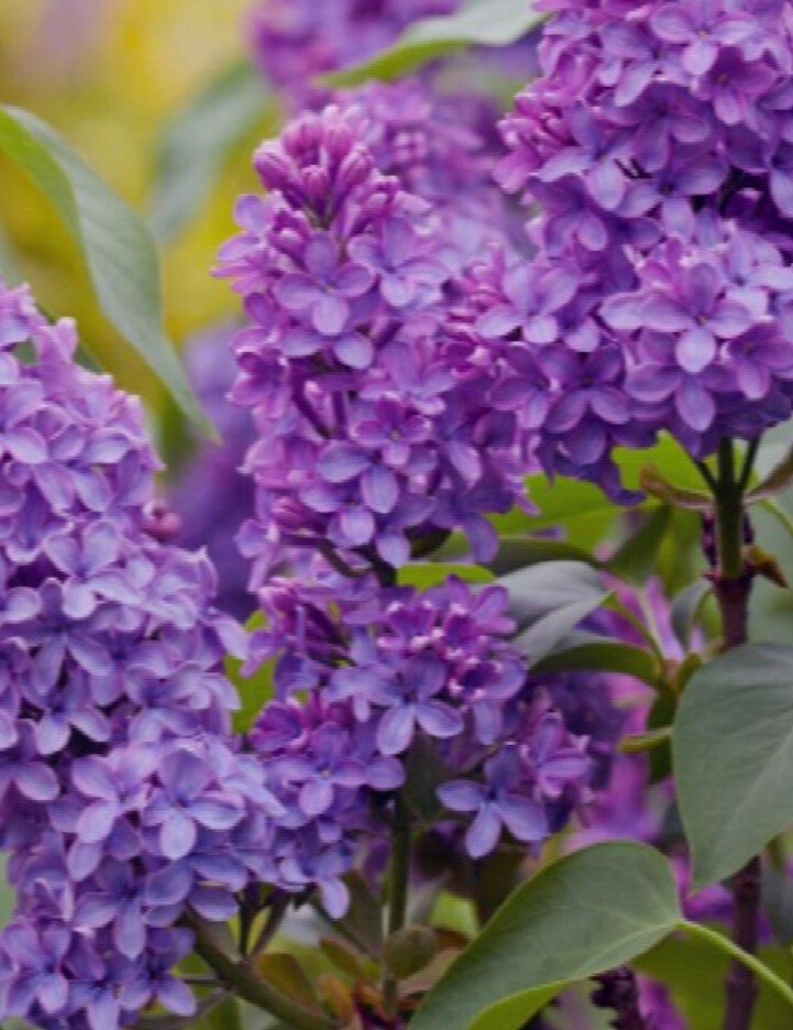 Lilac Yankee doodle 5 gal