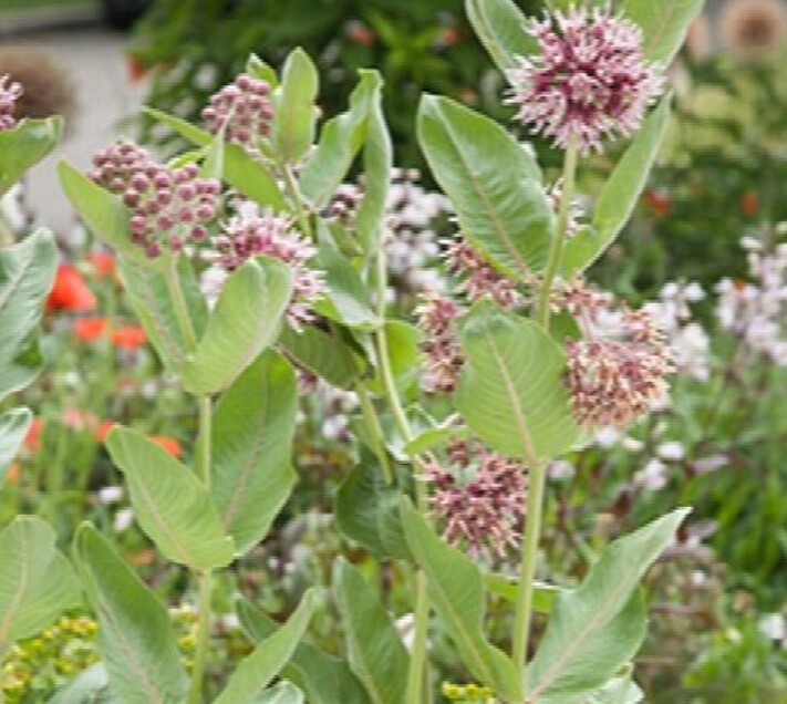 Showy Milkweed Qt