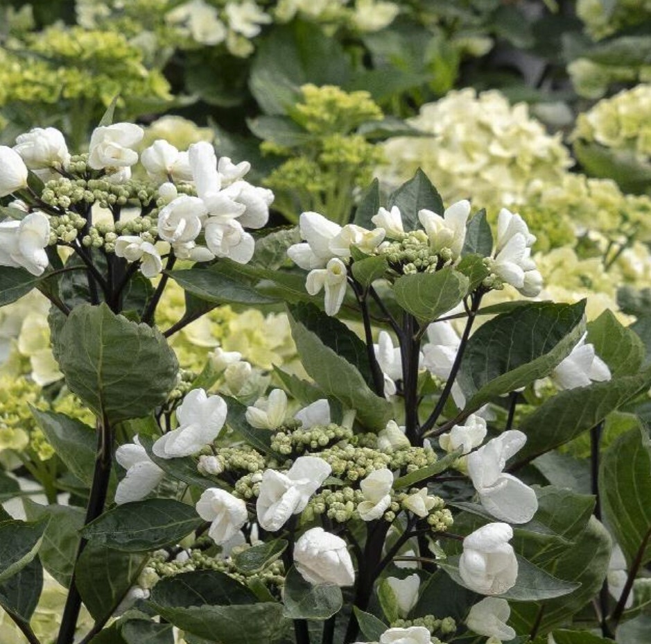 Hydrangea glacier bay 2 gal