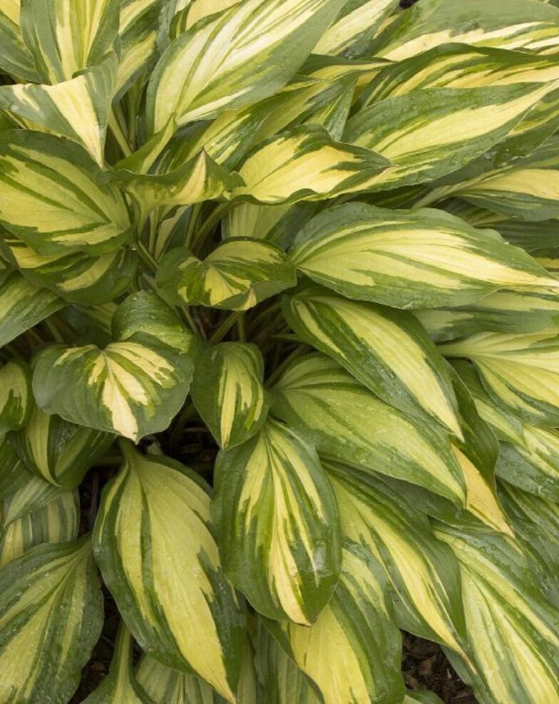 Hosta Cherry Berry 1 gal