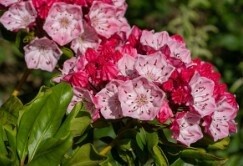 Kalmia Nipmuck 2 gal