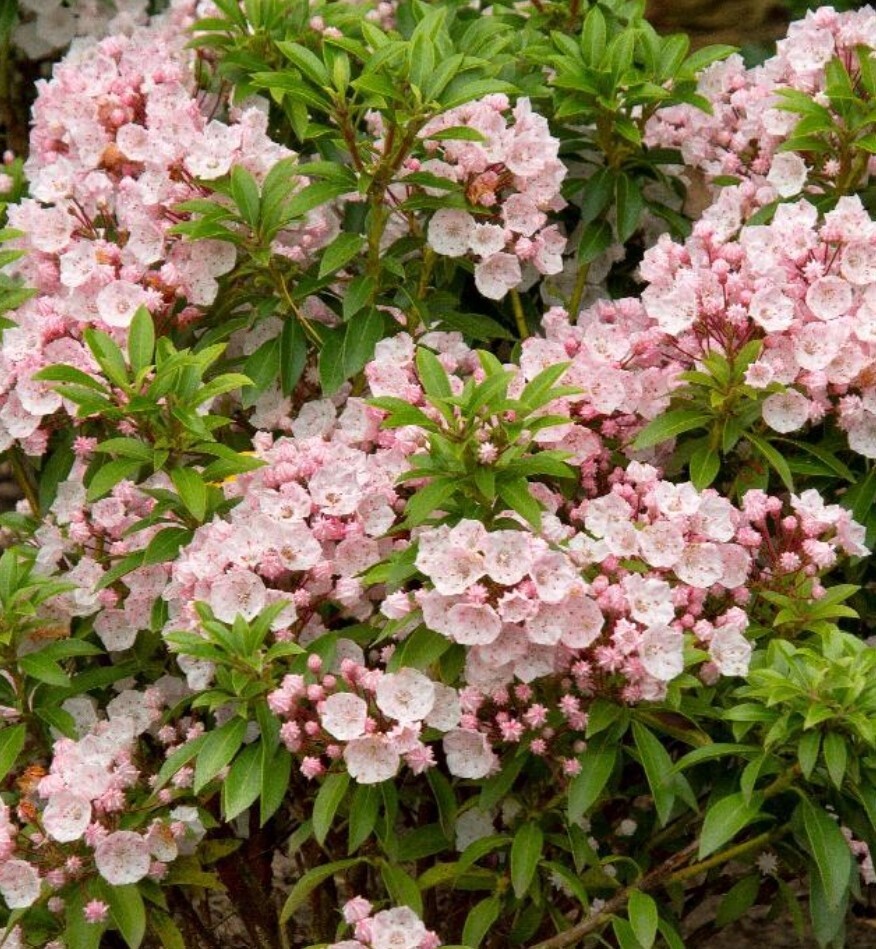 Kalmia Elf 2 gal