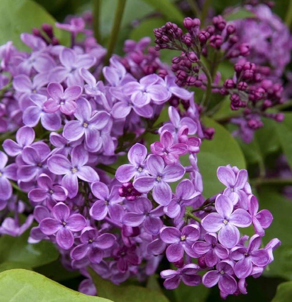 Lilac Pocahontas 5 gal