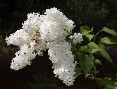 Syringa Lilac Betsy Ross 5 gal