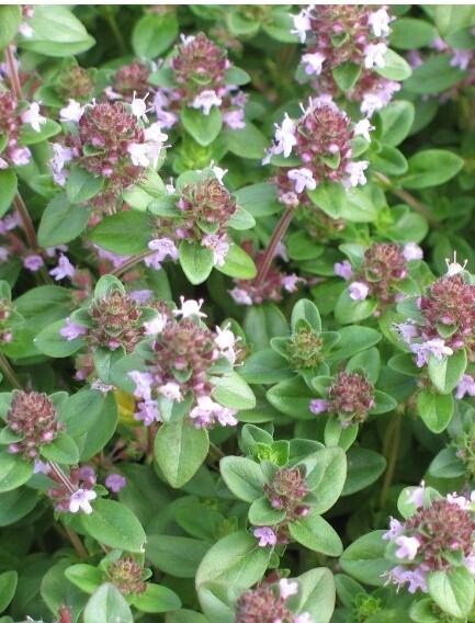 Thyme mother of 4"
