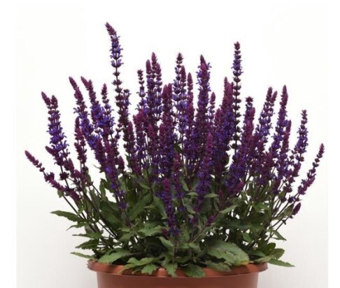 Salvia Salvatore Blue 1 gal