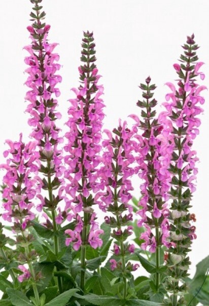 Salvia swiftly rose 4&quot;