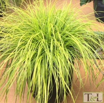 Pennisetum lumen gold 1 gal