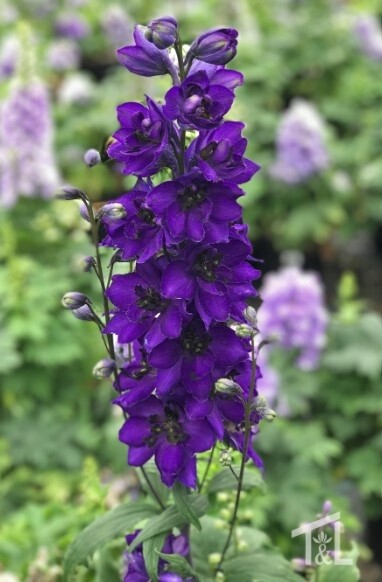 Delphinium Aurora Dp Purple 2 gal