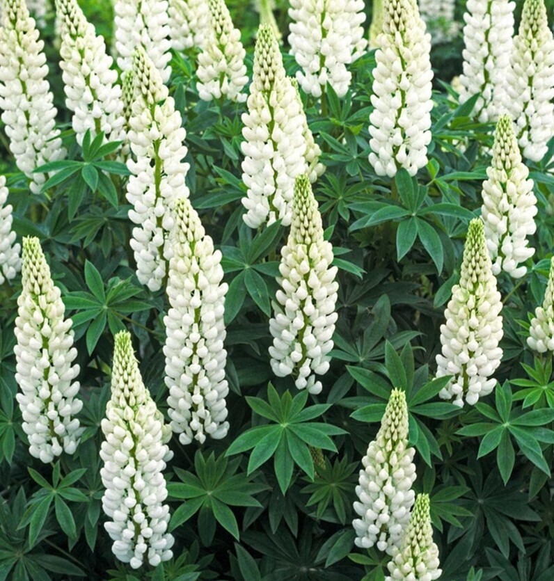 Lupin Polar Princess 2 gal