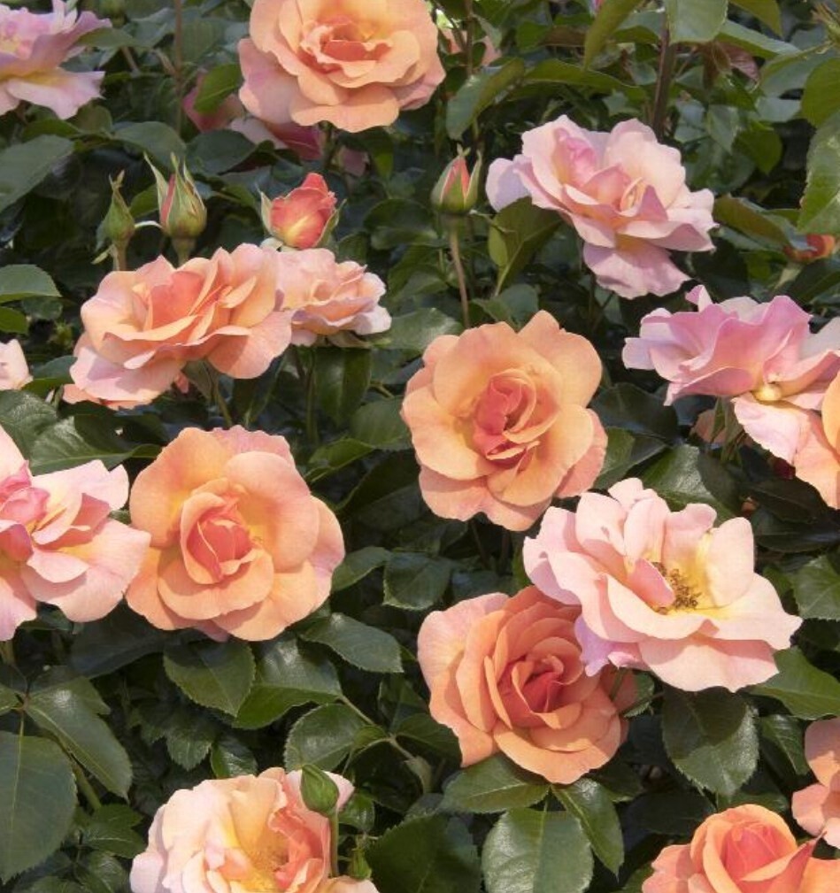 Rose Nitty Gritty Peach Tree 5 gal