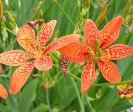 Belamcanda chinensis Qt