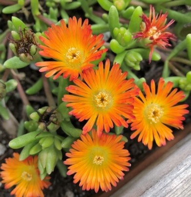 Ice plant Wheels orange Qt