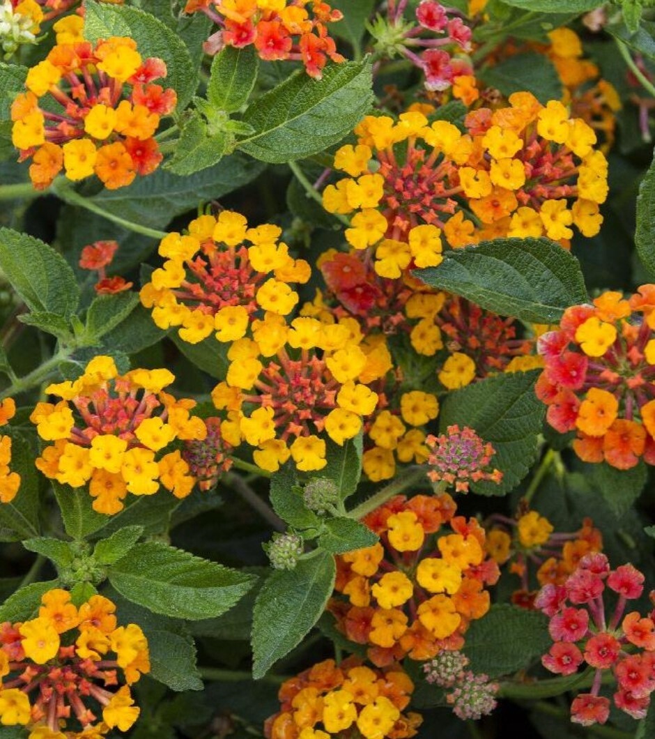 Lantana Spreading sunset 1 gal