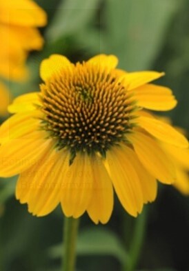 Echinacea Sombrero Lemon Yellow Qt