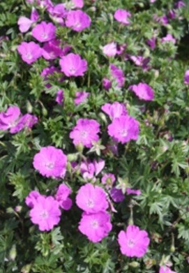 Geranium Max Frei 1 gal