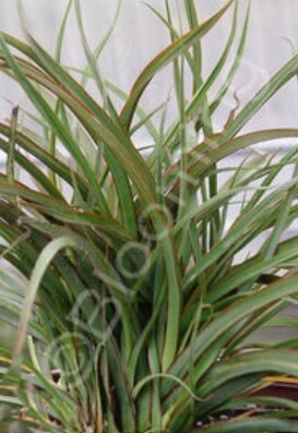 Phormium Tom Thumb 1 gal