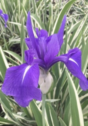 Iris Japanese Vari water 1 gal