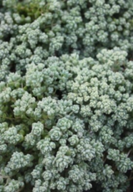 Sedum love triangle 4&quot;
