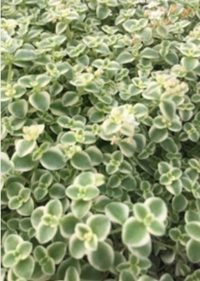 Sedum Little Missy 4"