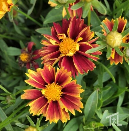 Coreopsis enchanted eve 1 gal