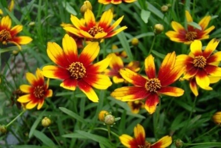 Coreopsis satin & lace red Qt