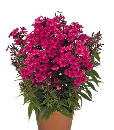 Phlox early red Qt