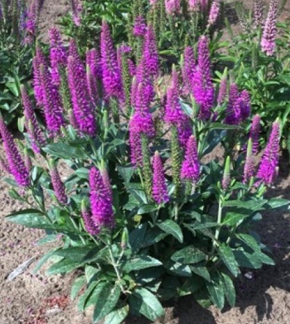 Veronica purplegum  candle Qt