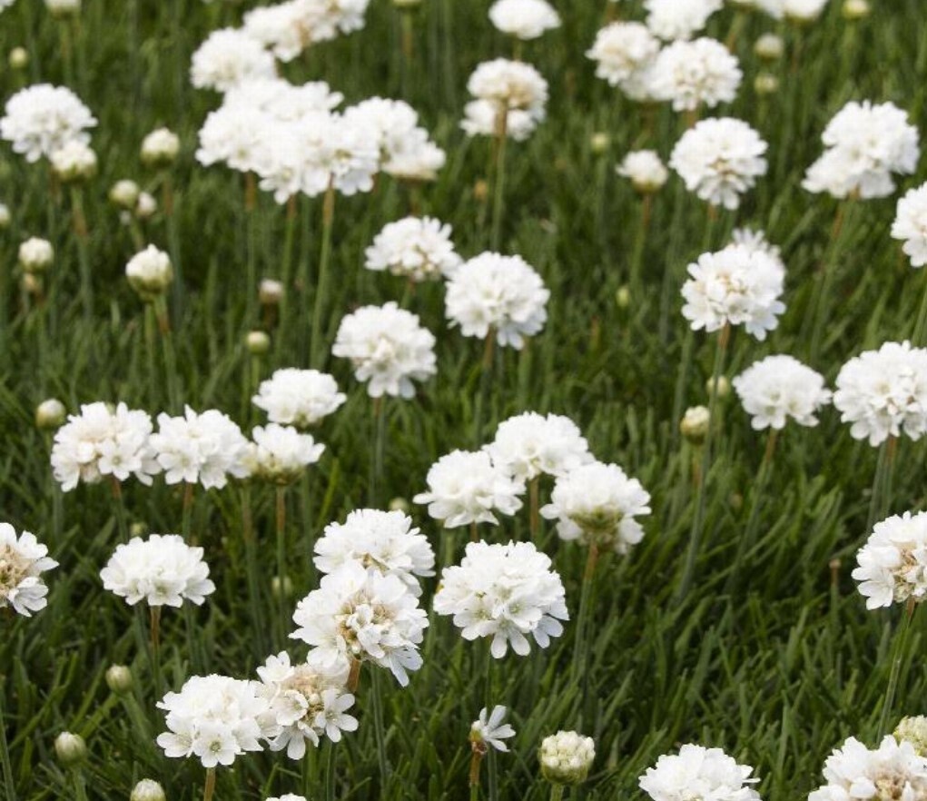 Armeria cotton tail Qt