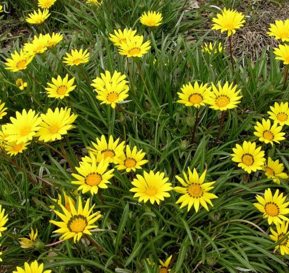 Gazania Colorado gold 1 gal