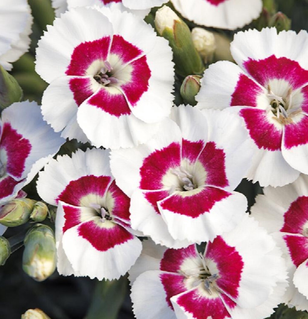 Dianthus Berry a la mode 1 gal