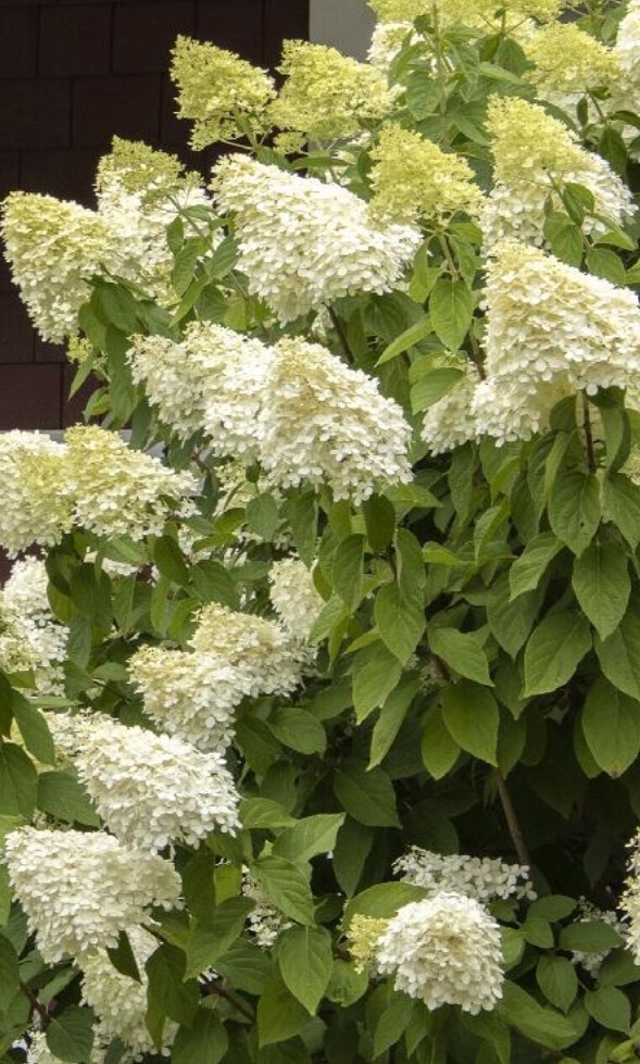 Hydrangea Limelight 5 gal Patio Tree